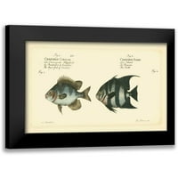 Bloch Black Modern Modeer Famed Museum Art Print, озаглавен - Bloch Antique Fish II
