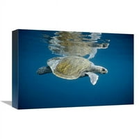 в. Морска костенурка на Olive Ridley плуване в открит океан, острови Галапагос, Еквадор Арт печат - Tui de Roy