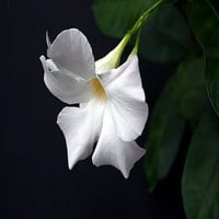 Бяло бразилско растение жасмин -индор -мандевила - 4 гърне