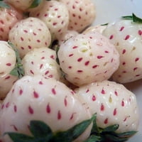 Плантации за бяла каролина боровинки -корени -барреота -пинеас ягодов аромат