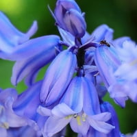 Хиацинтски крушки - Синьо дърво Хиацинт - Крушки - Сини цветни крушки, крушка привлича пчели, привлича пеперуди, привлича опрашители, лесни за отглеждане и поддръжка, ароматна, контейнерна градина