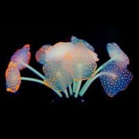 Показване на мухъл, аквариум изкуствен фалшив водна трева силиконова корал растение рибен резервоар орнамент портокал