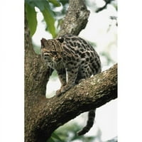 Margay Leopardus wiedii в печат на плакат на дърво, 38